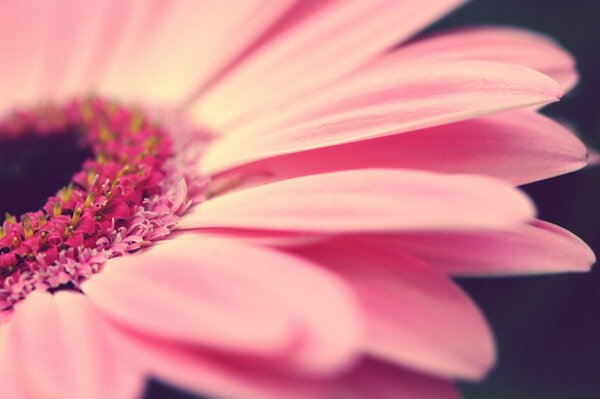 Pétalos de flor de gerbera de cerca