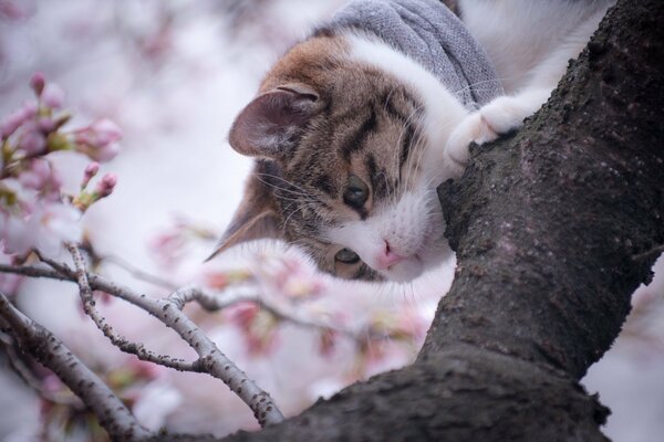 The muzzle of an inquisitive cat studying the branches of a tree