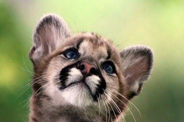 The baby mountain Lion enchants