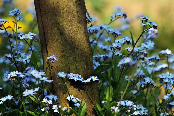 Myosotis pousse au pied de l arbre