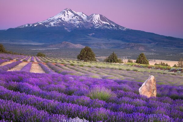 Landscape with a field of mountain lavender