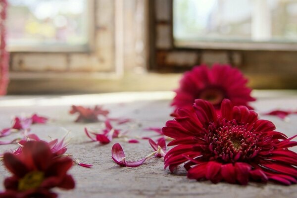 Romance. sedze des fleurs rouges de gerbera