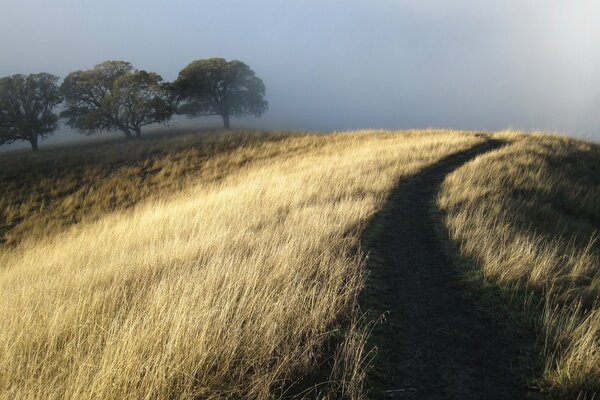 Sentiero su una collina attraverso un campo nella nebbia
