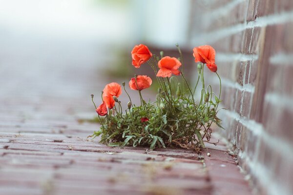 Red poppies making their way through the tiles