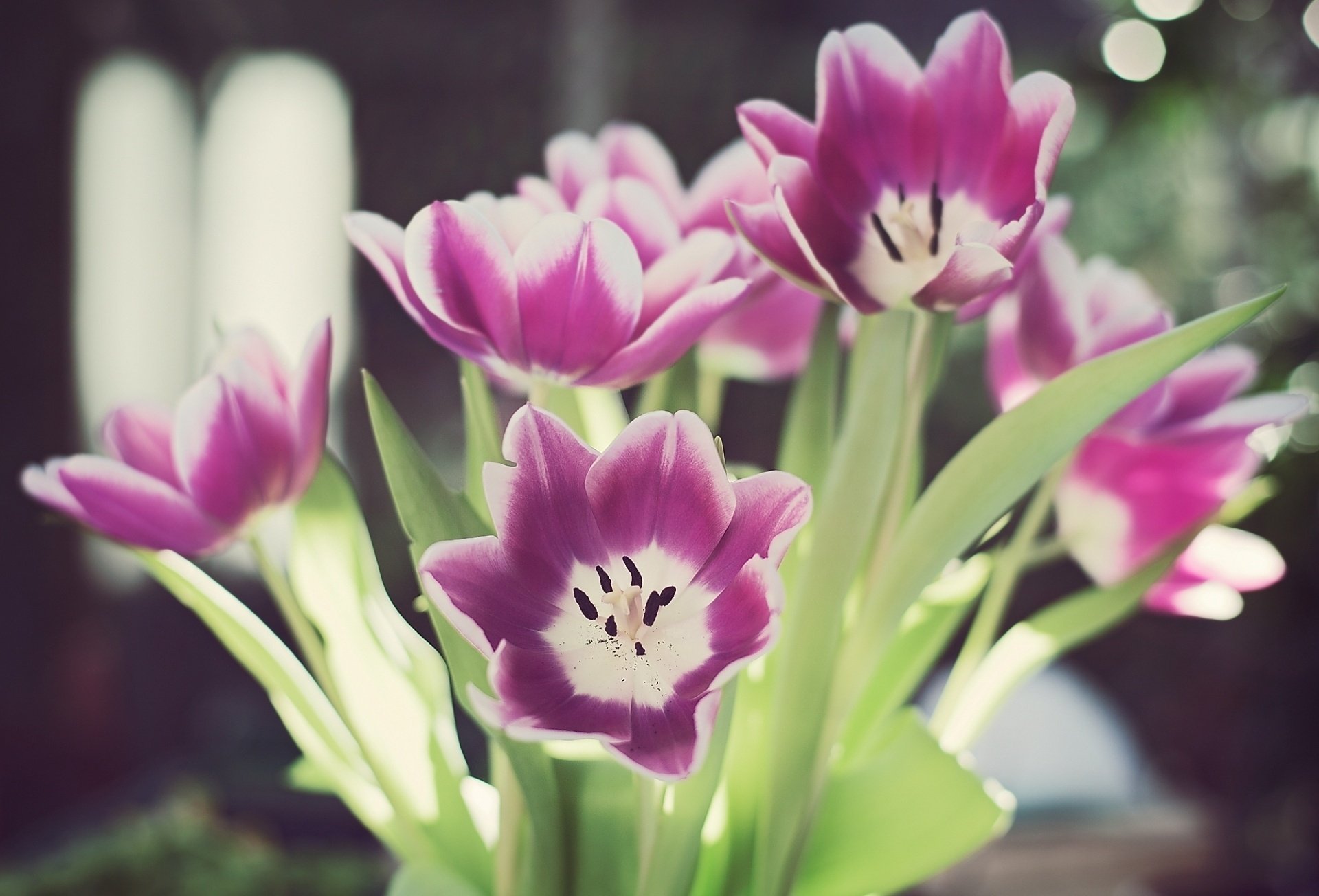 blütenblätter stiele blumen blendung blätter tulpen bokeh