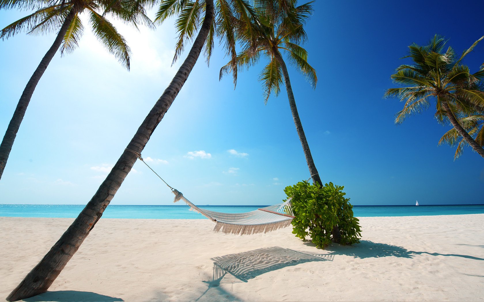 ummer hammock sea the sun beach palm trees the sky sand shadow bush tilt boat