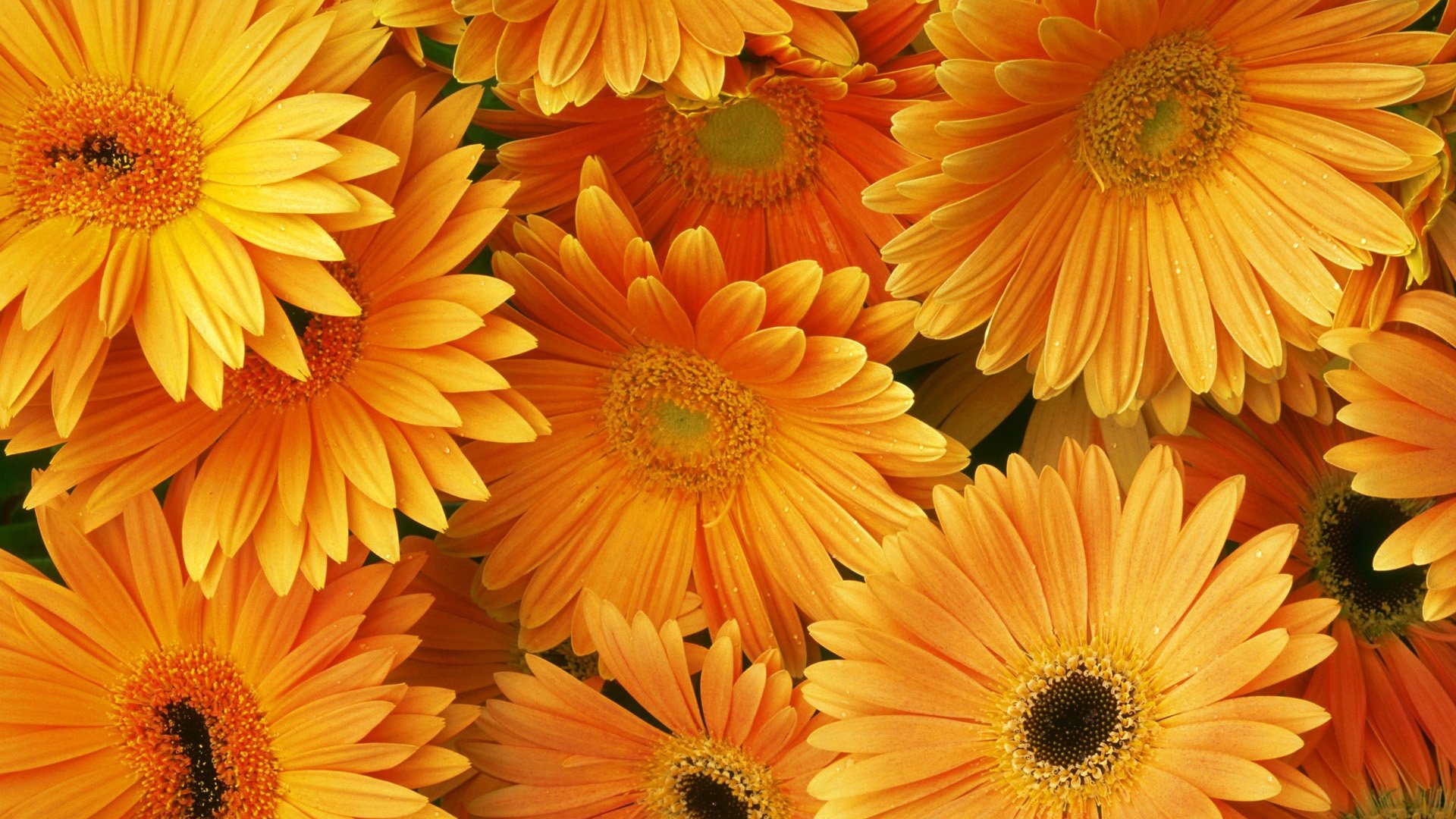 gerbera bouquet orange