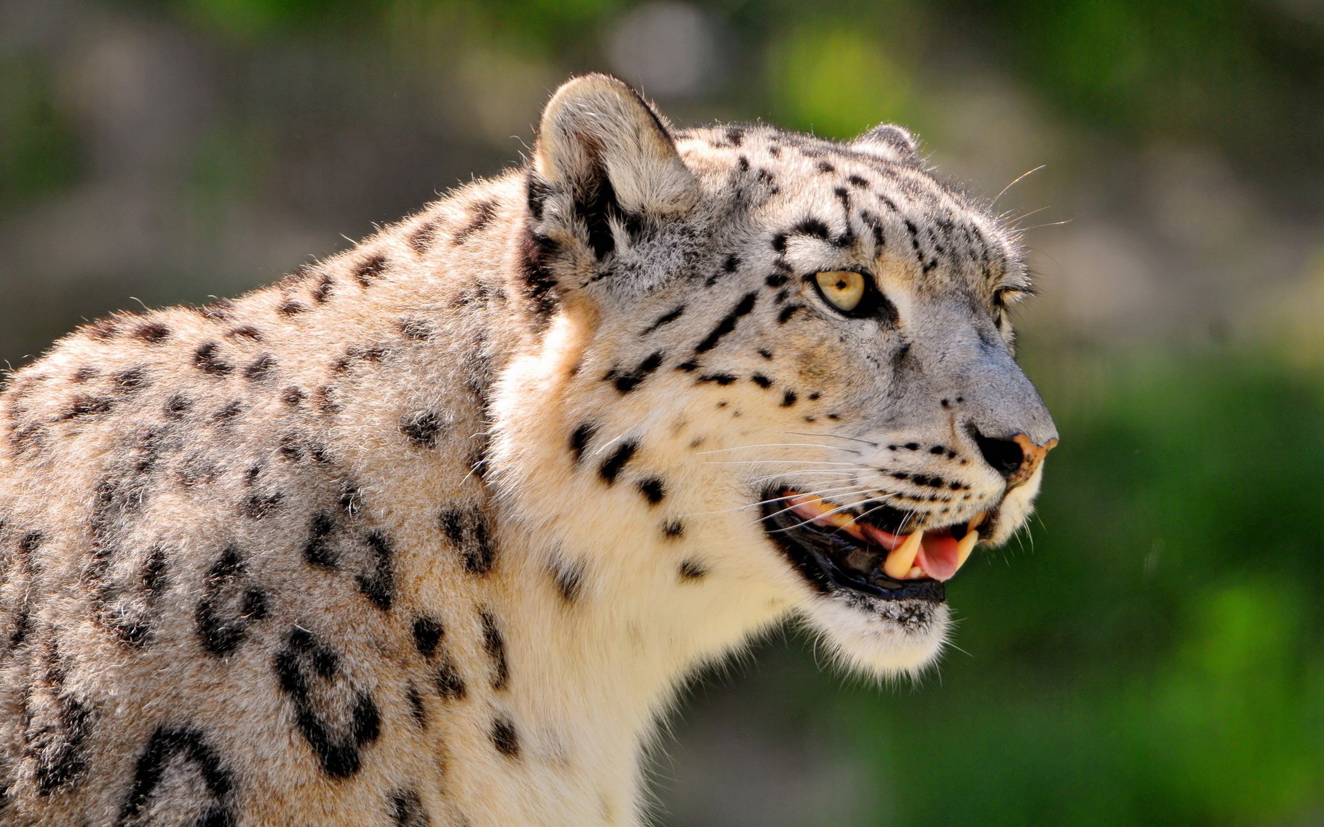 manchado irbis leopardo de las nieves leopardo de las nieves mirando hocico