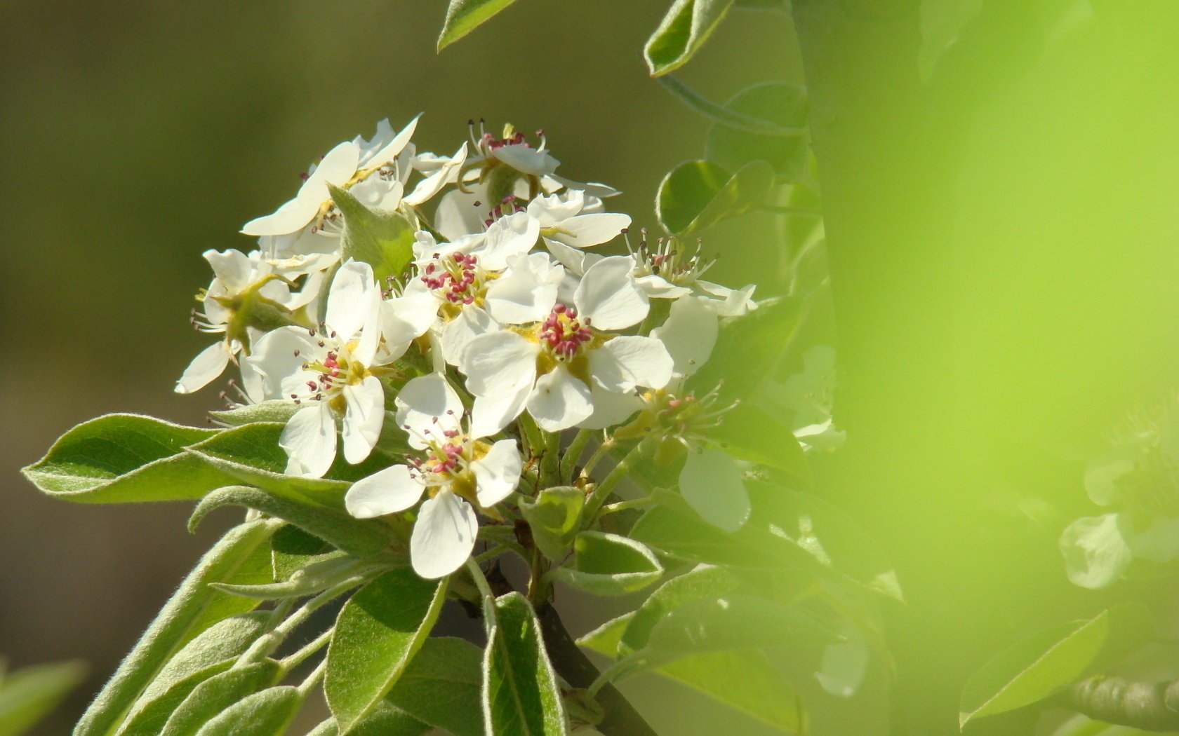 fiori pera fioritura primavera