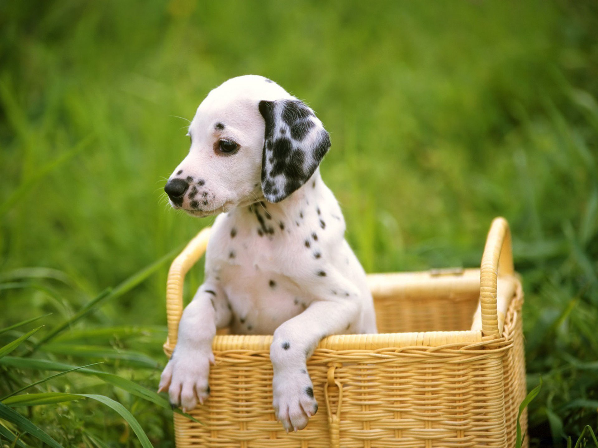 chien dalmatien herbe chiot dalmatien dog