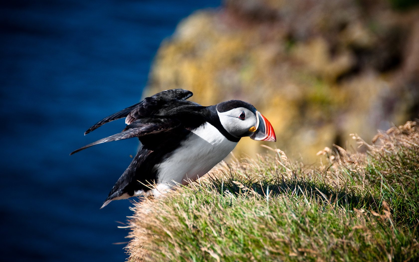 fratercula arctica in bird atlantic puffin