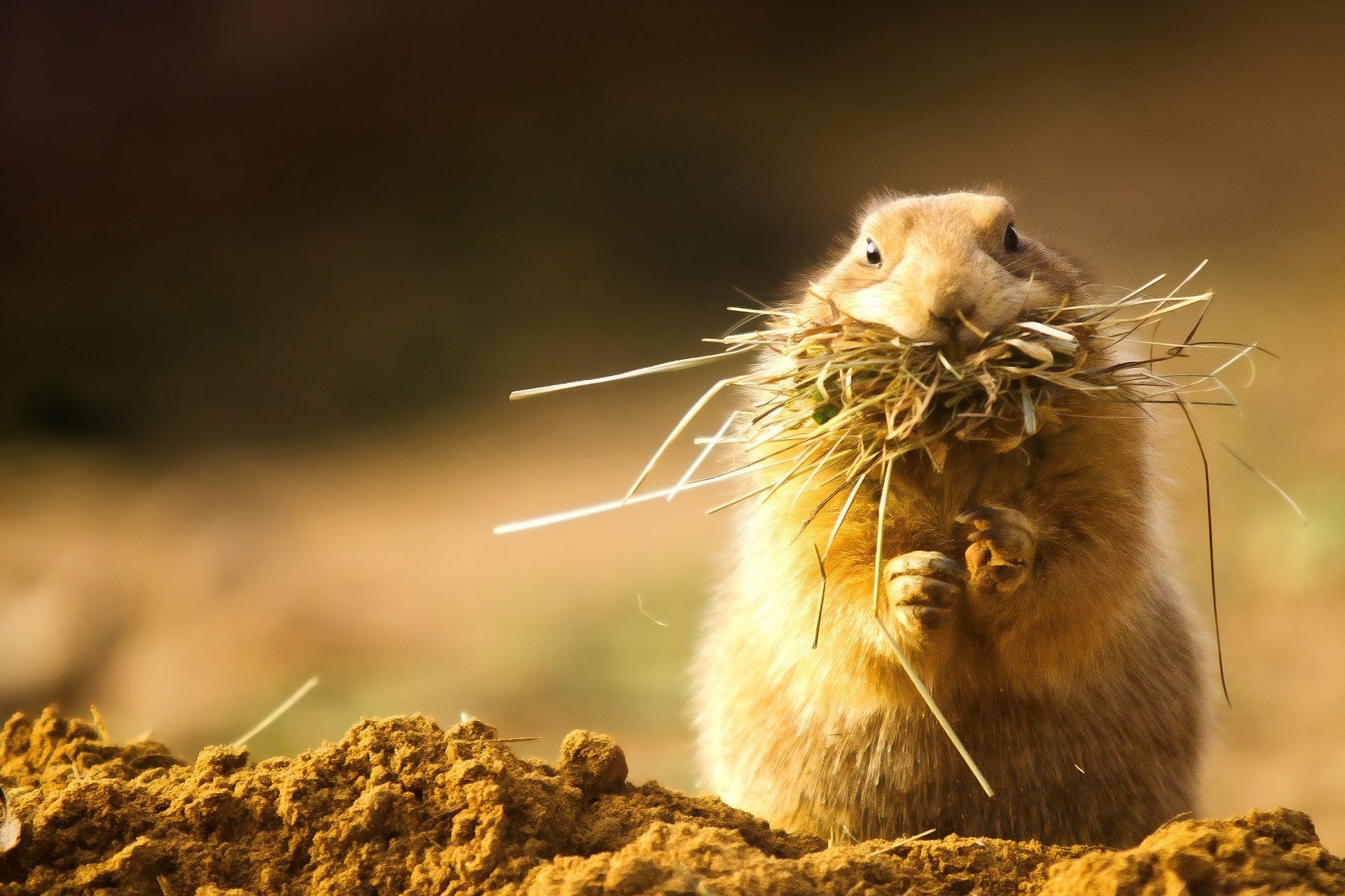 prairie dog rodent fluffy grass hay