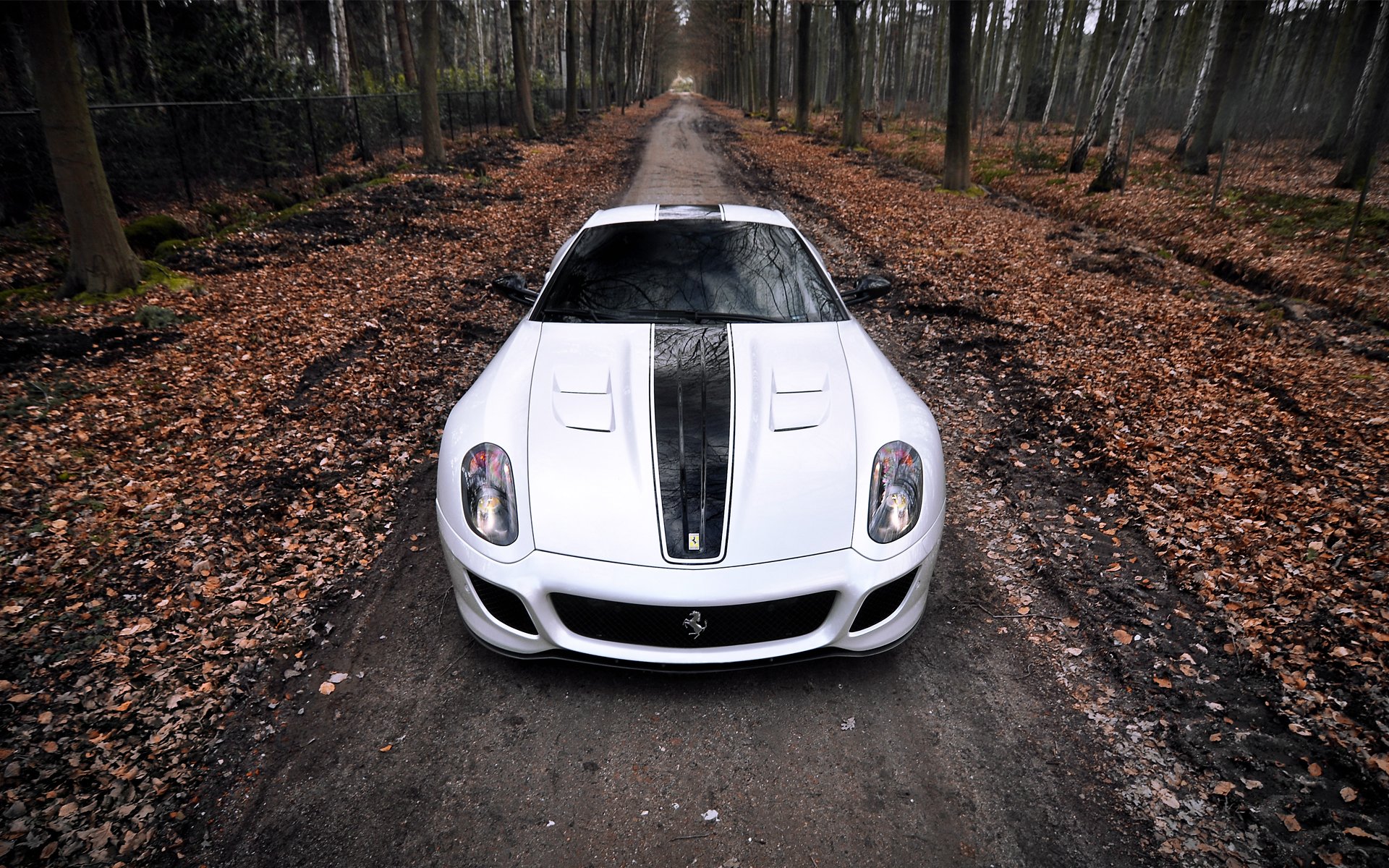 ferrari gto ferrari supercar forest autumn leaves one