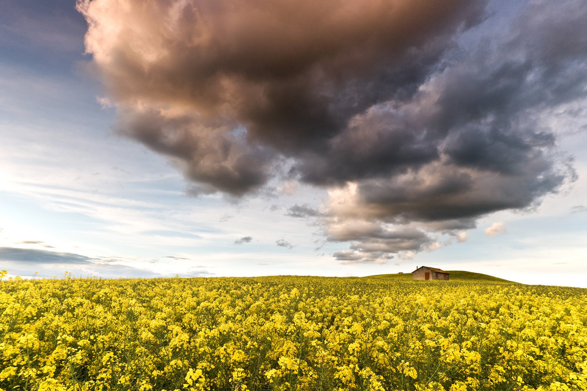 blumen feld raps gelb natur himmel hütte wolken