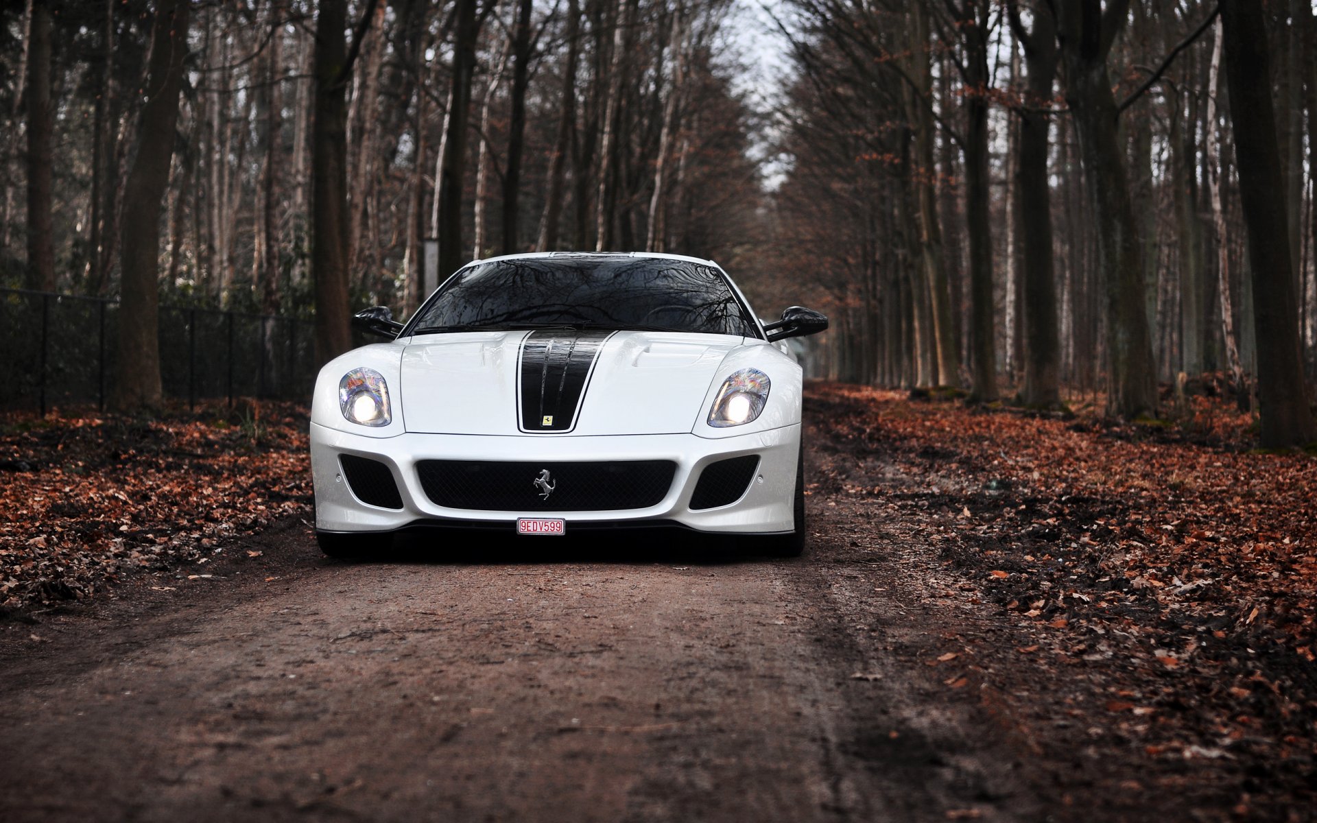 ferrari gto ferrari trp bianco strada alberi autunno