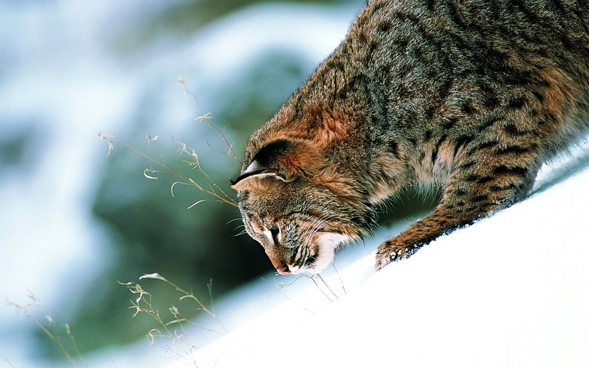 gato tobogán orejas nieve contraste salvaje hermoso pata