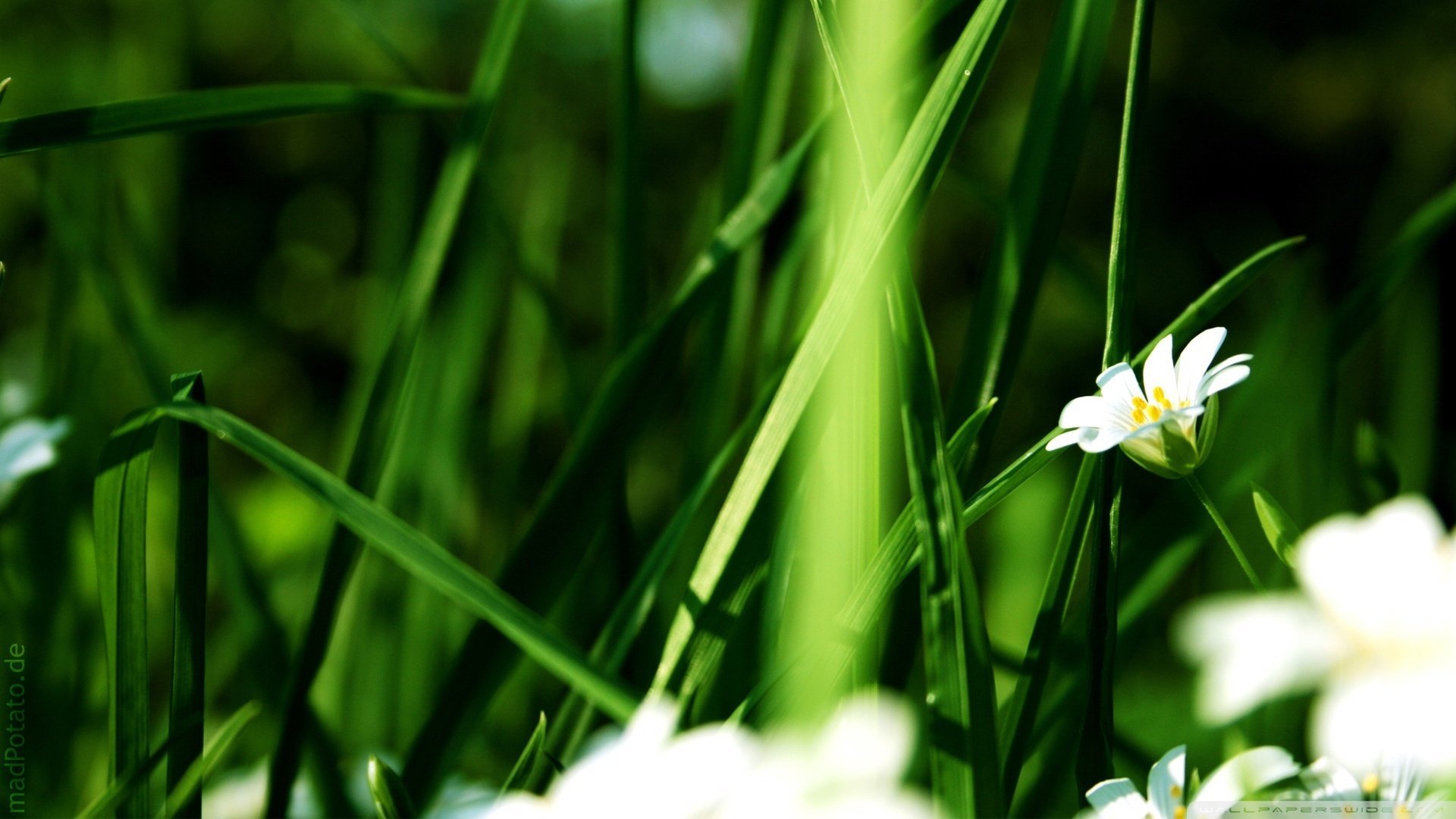 blumen kreativ gras gänseblümchen frühling sommer grüns creativing