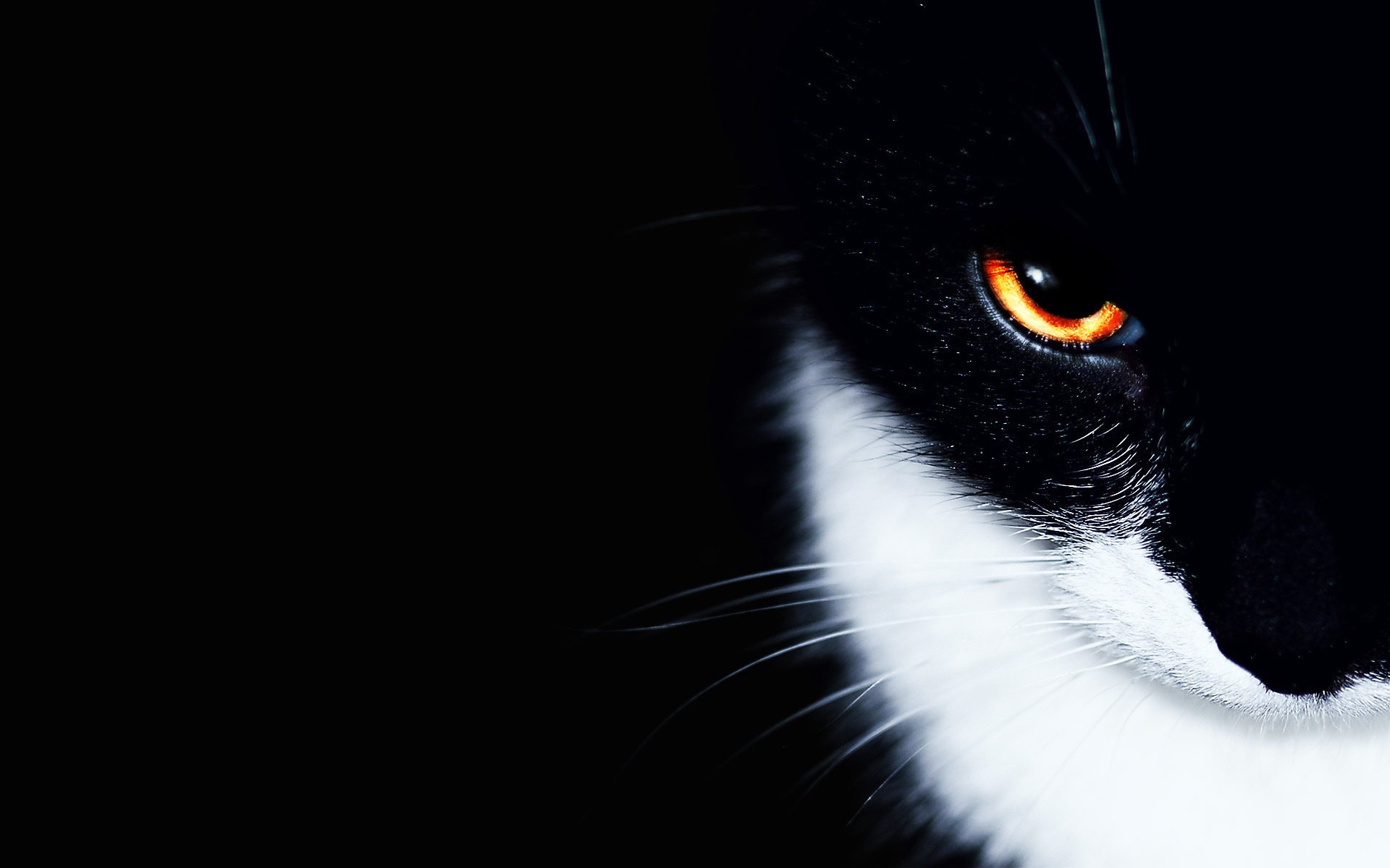 cat minimalism black cat eye background