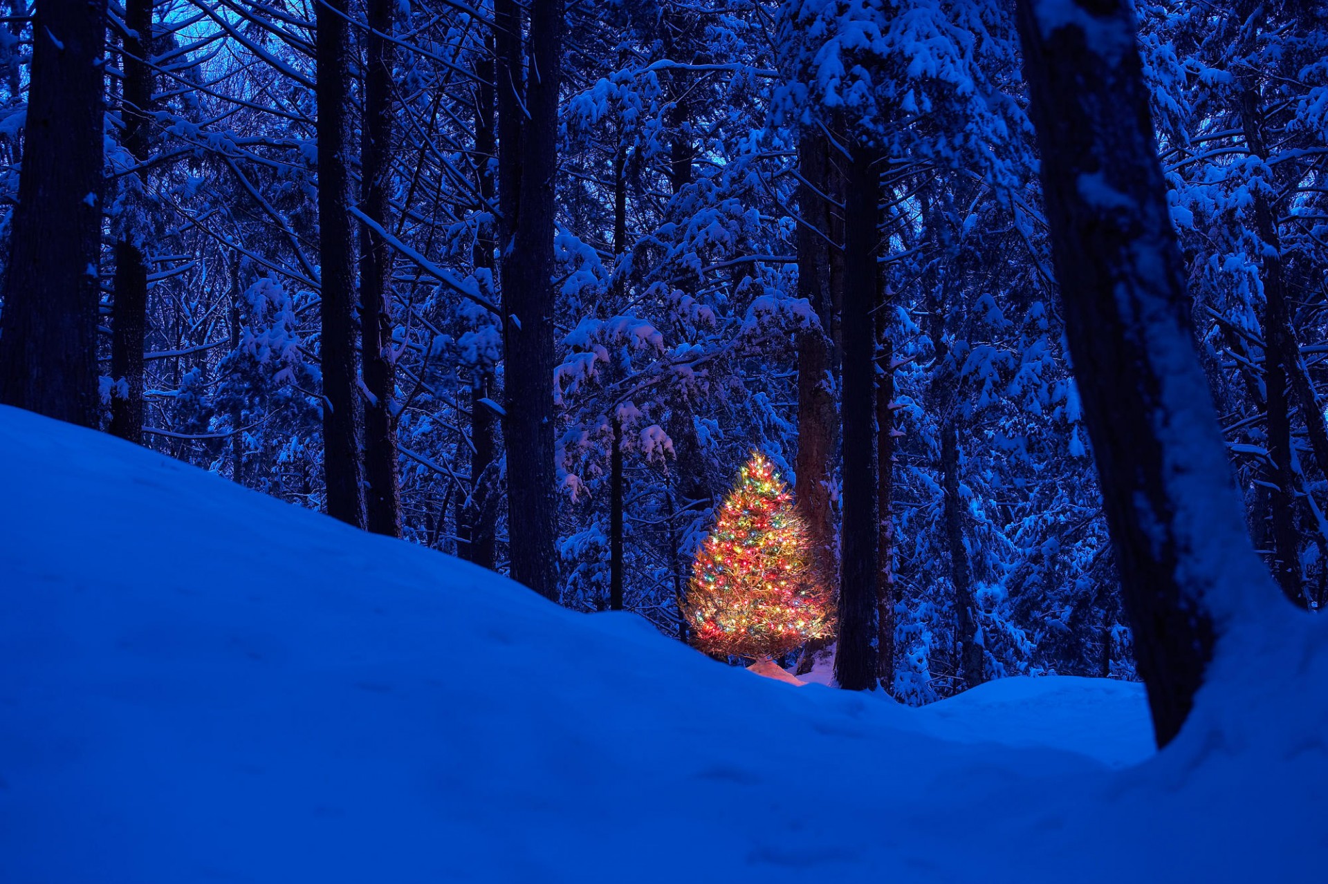 árbol de navidad bosque año nuevo