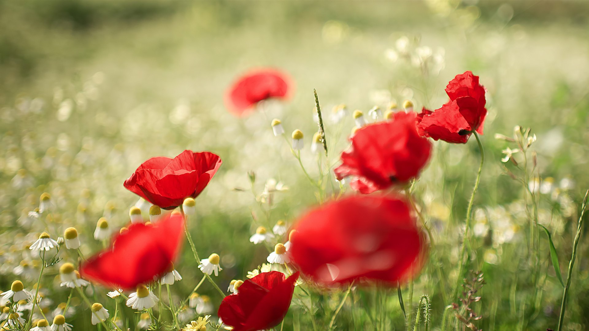 sommer gänseblümchen mohnblumen natur unschärfe bokeh