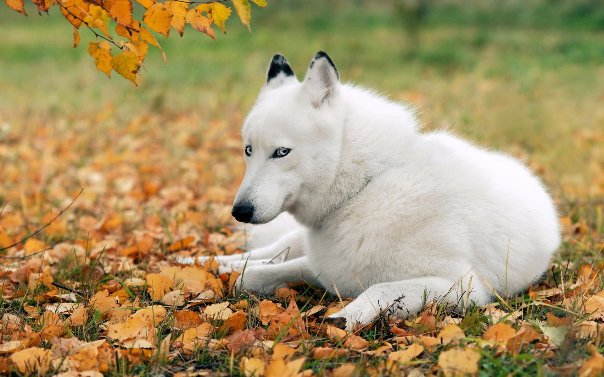 cane husky amico