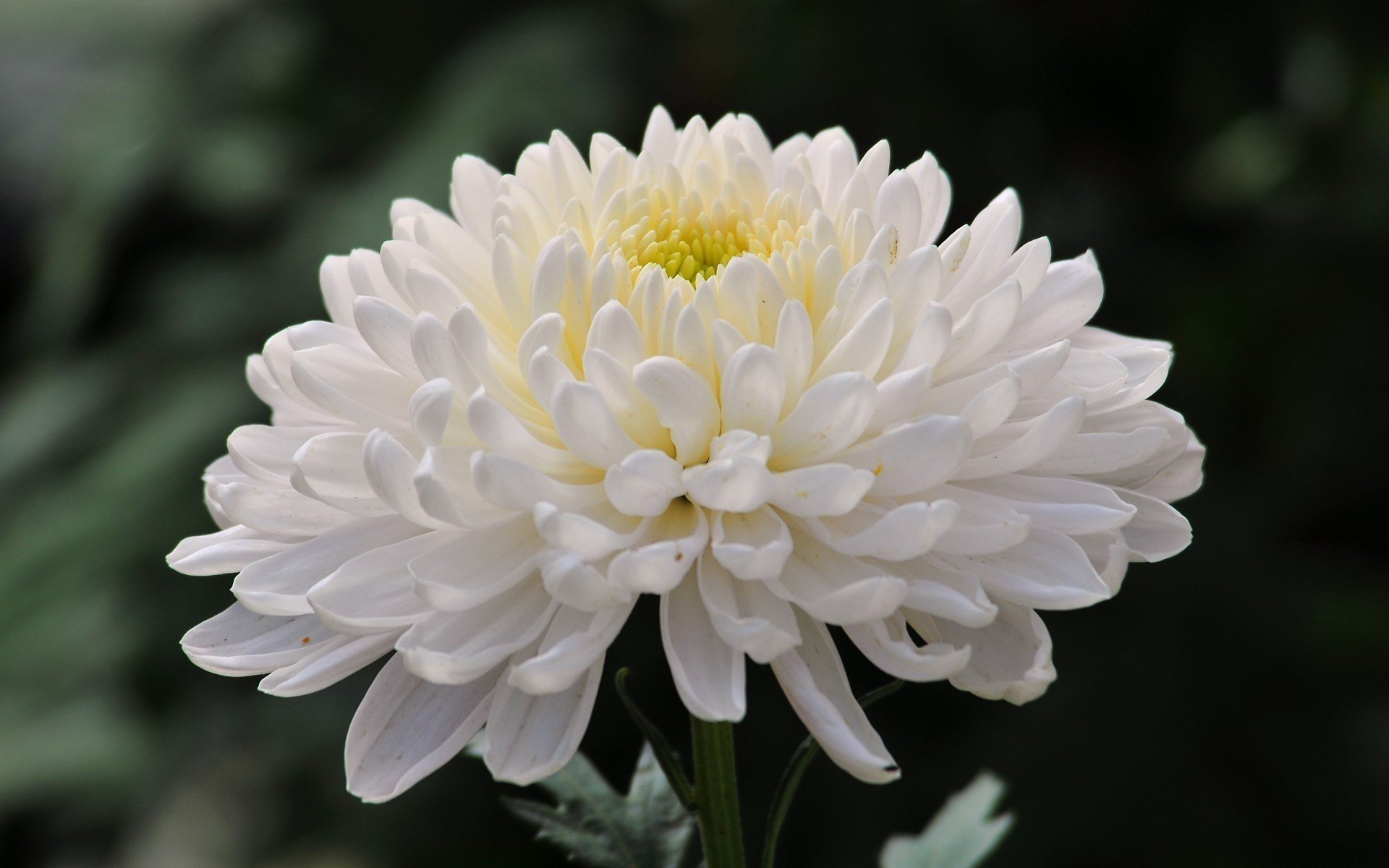 chrysanthemum flower photo