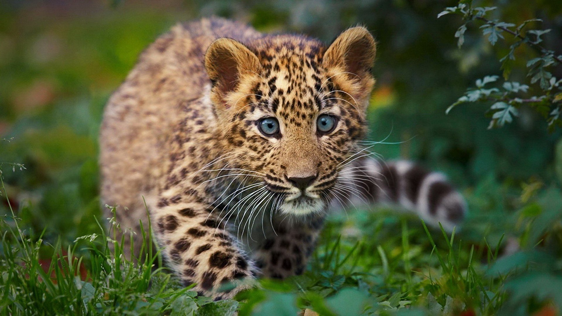 leopard jungtier wildkatze