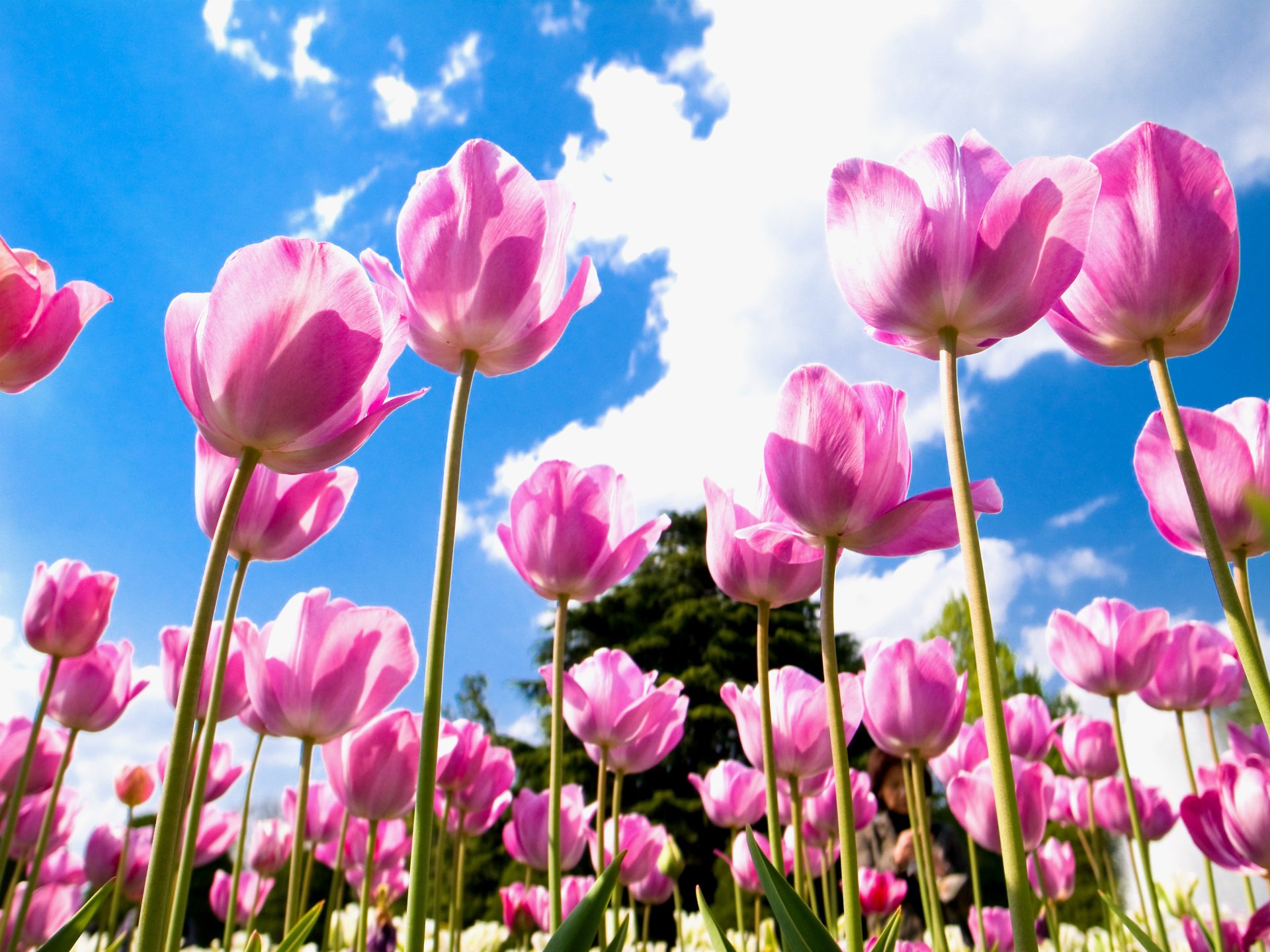 pétales champ rose tulipes ciel nuages bleu