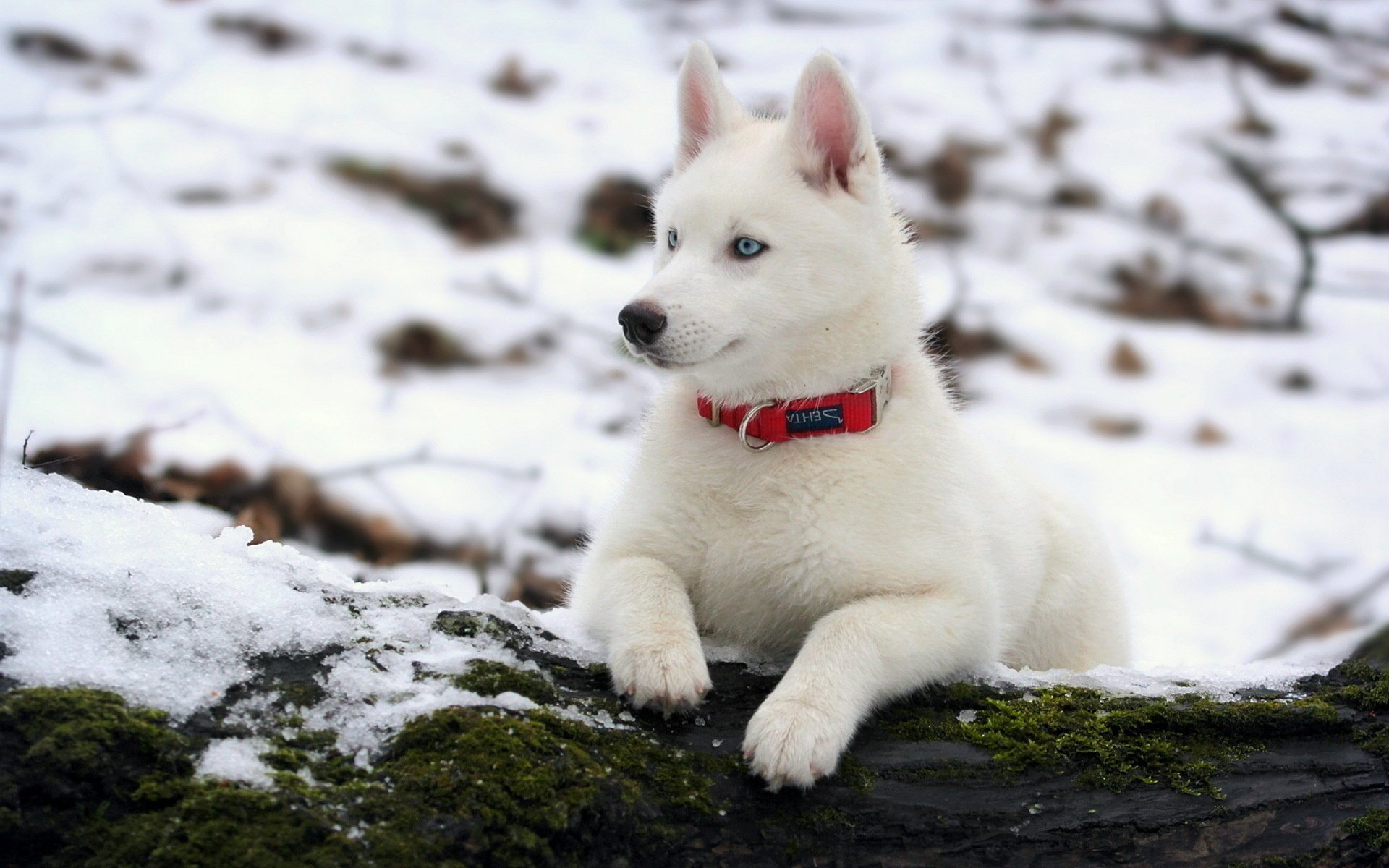 hund husky winter