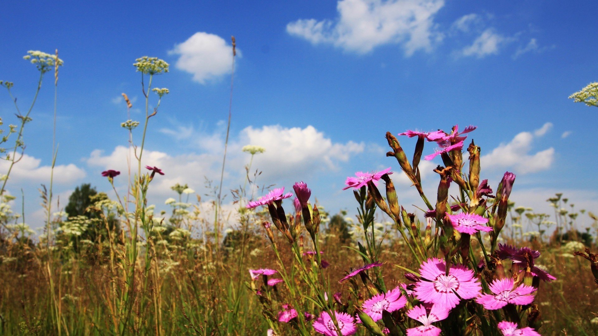 flores creativing primavera hierba naturaleza calor creativing