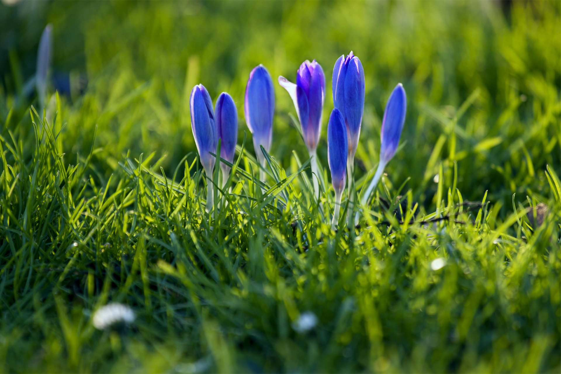 crocus bourgeons pétales bleu herbe printemps gros plan