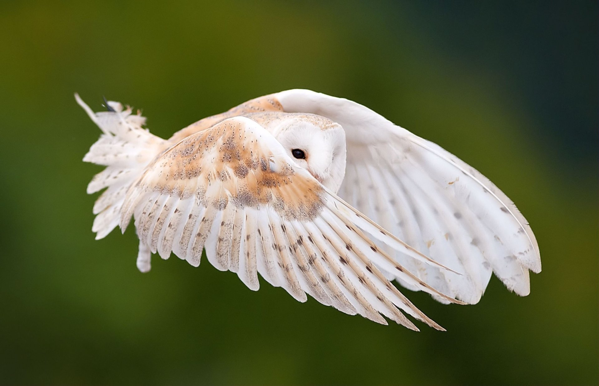 gufo uccello ali piume ondeggiamento volo sguardo