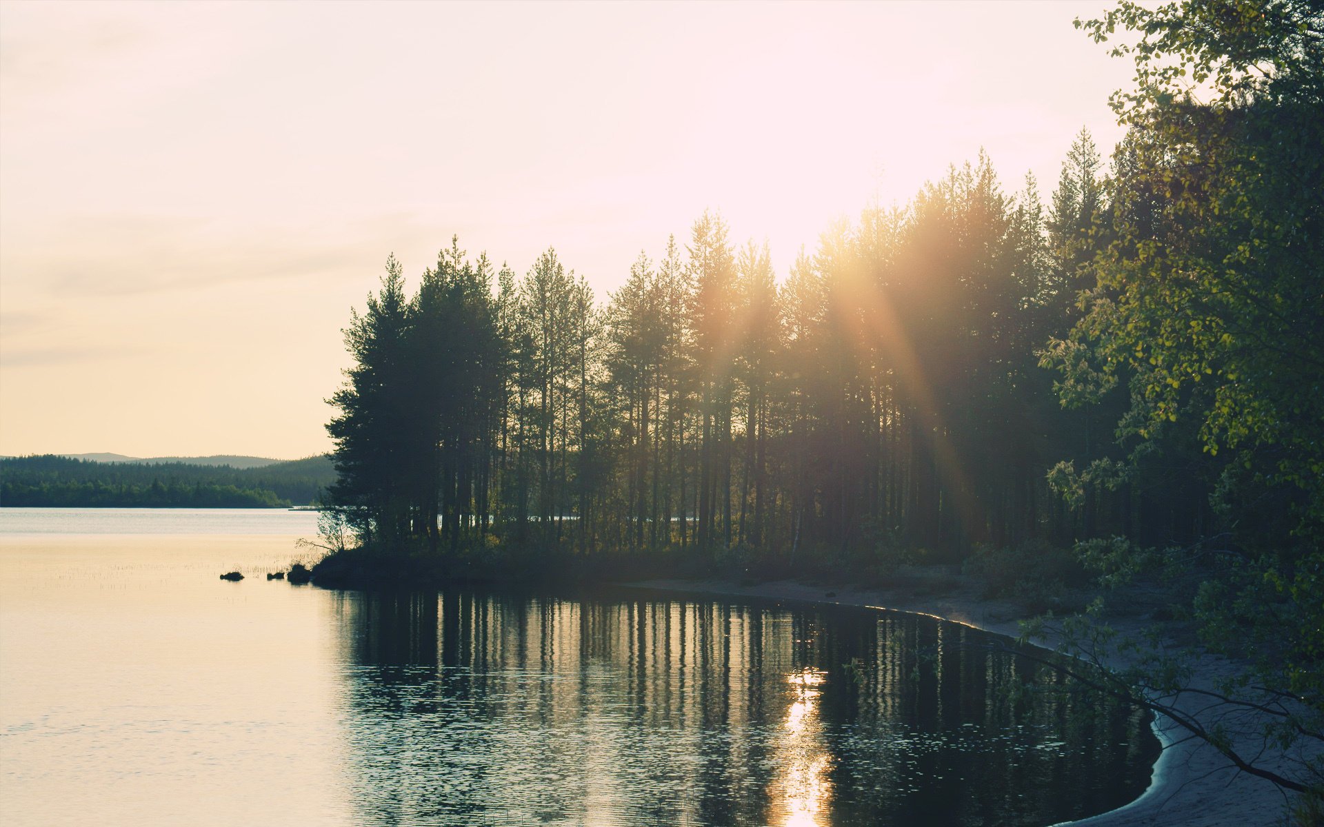 natur wald licht see