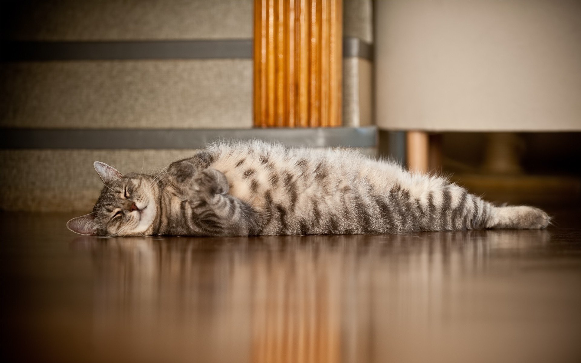 liegt katze boden schlaf pfoten