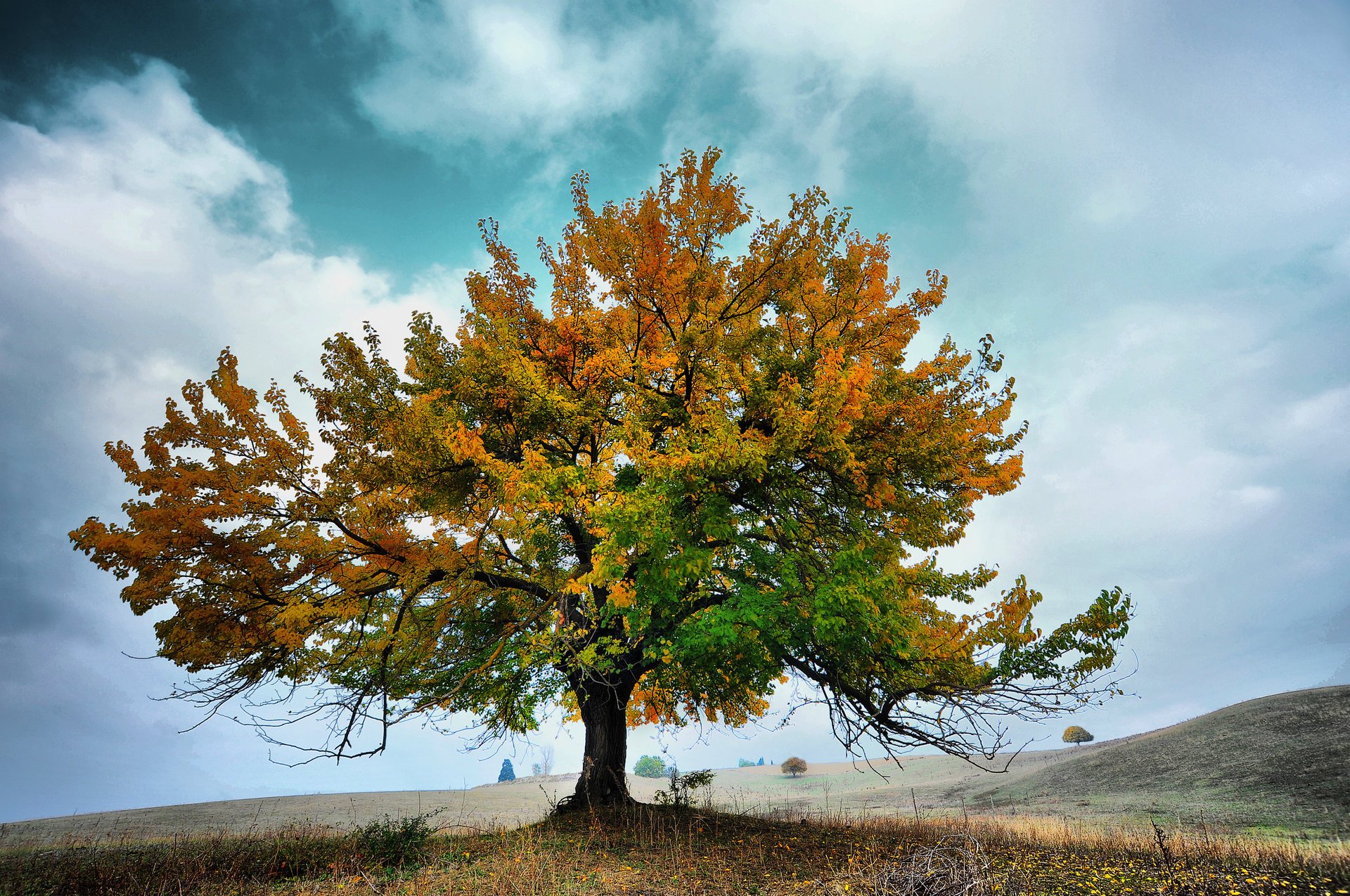 nuvole cielo autunno natura albero