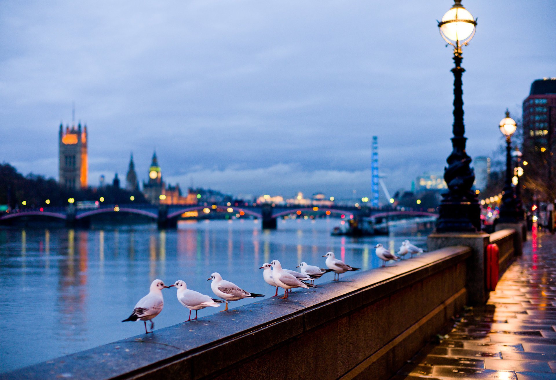 londra città strada fiume inghilterra gabbiani luce lampade