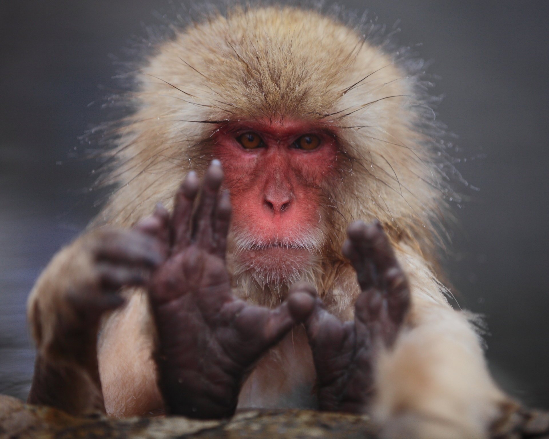 japanese macaques macaca fuscata