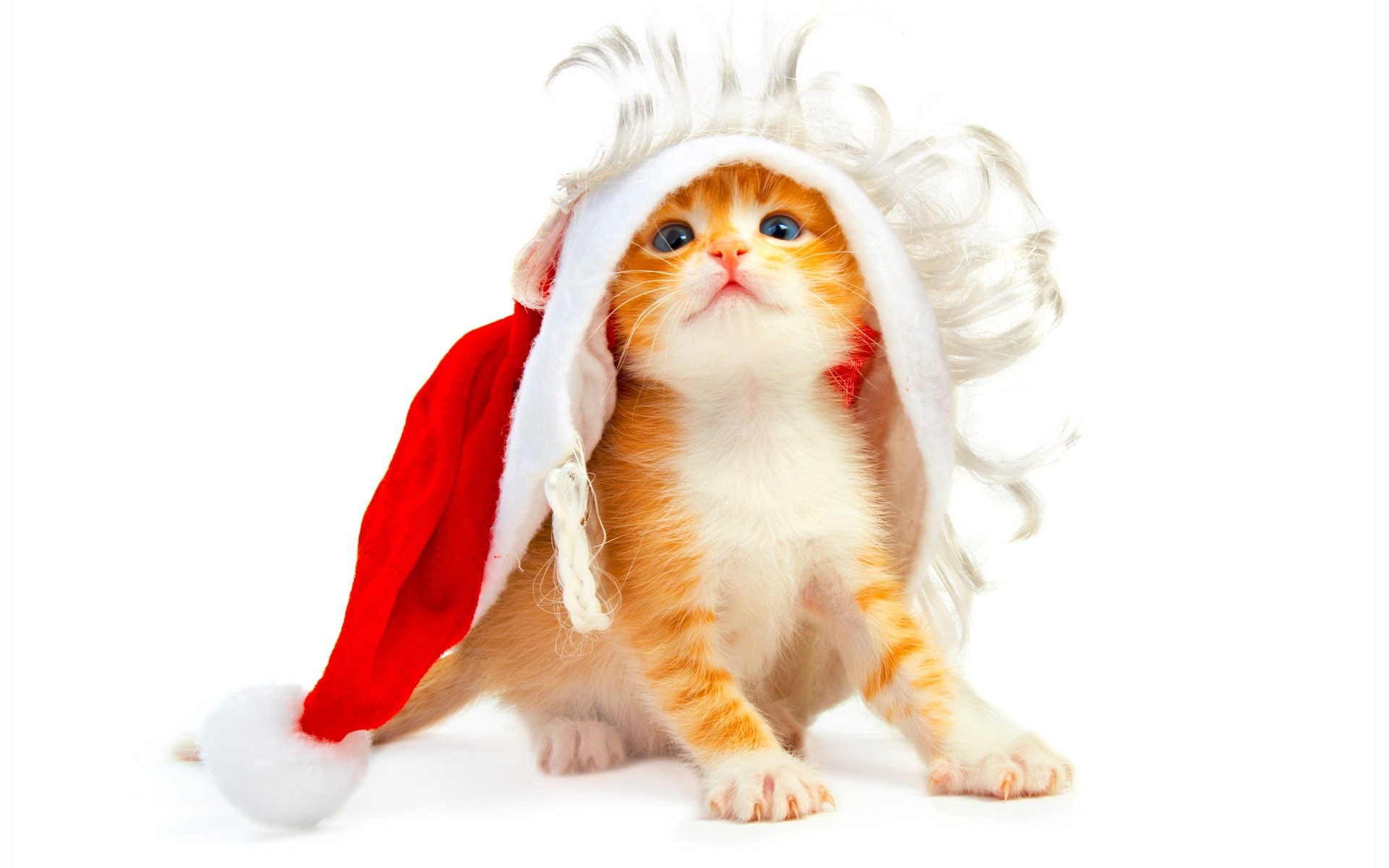 kitten new year white background