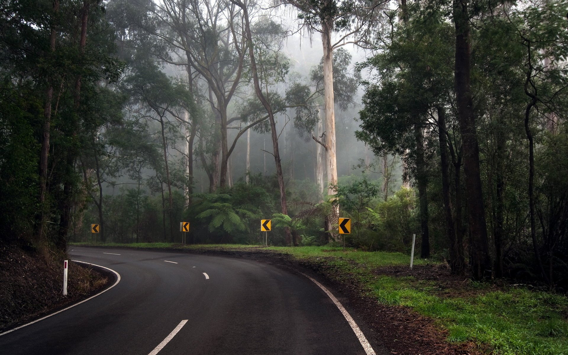 road forest trees turn