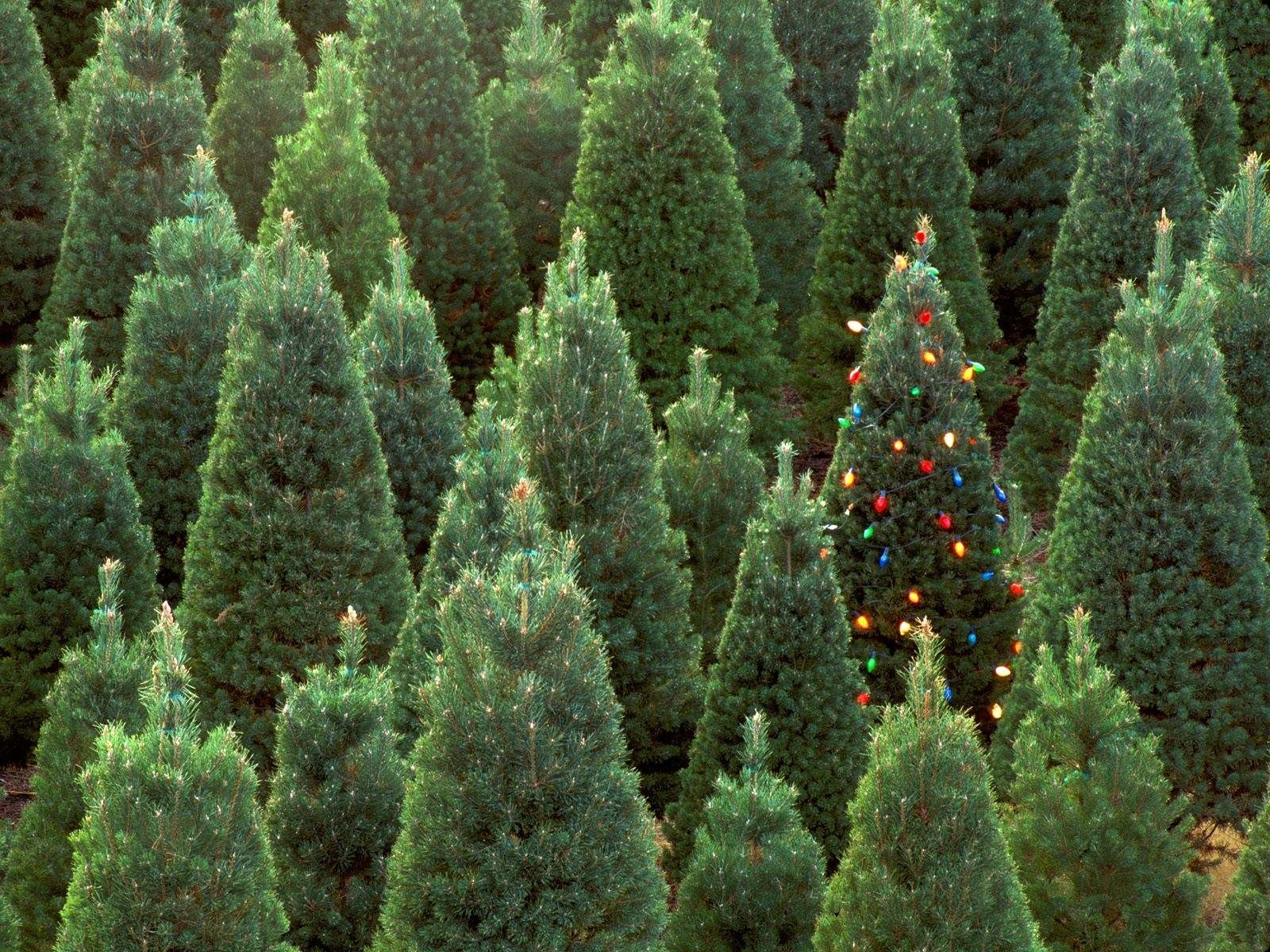 nouvel an arbre de noël décoration lumières vert forêt