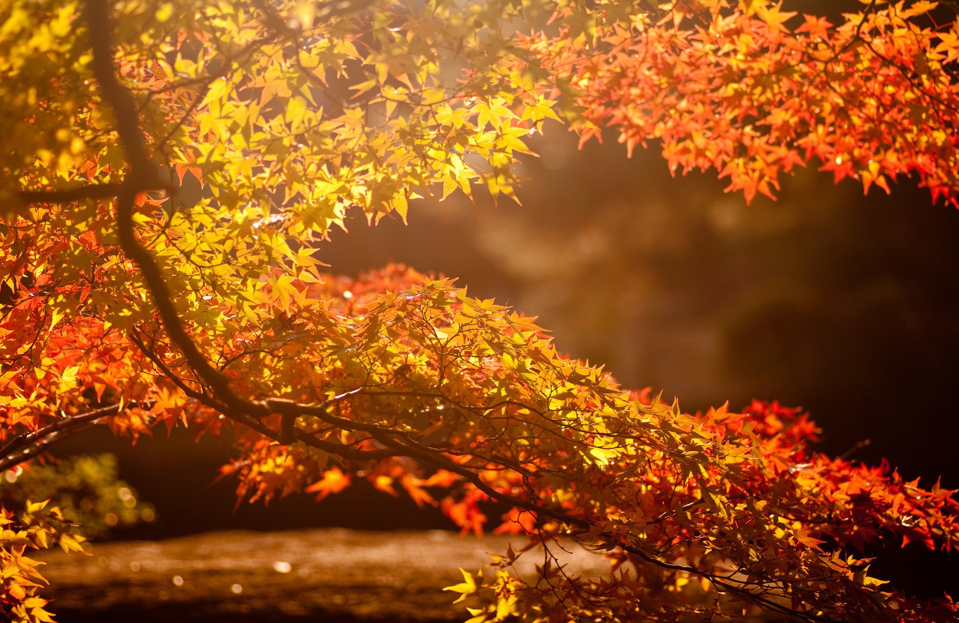 tree the sun glare branch background leaves autumn