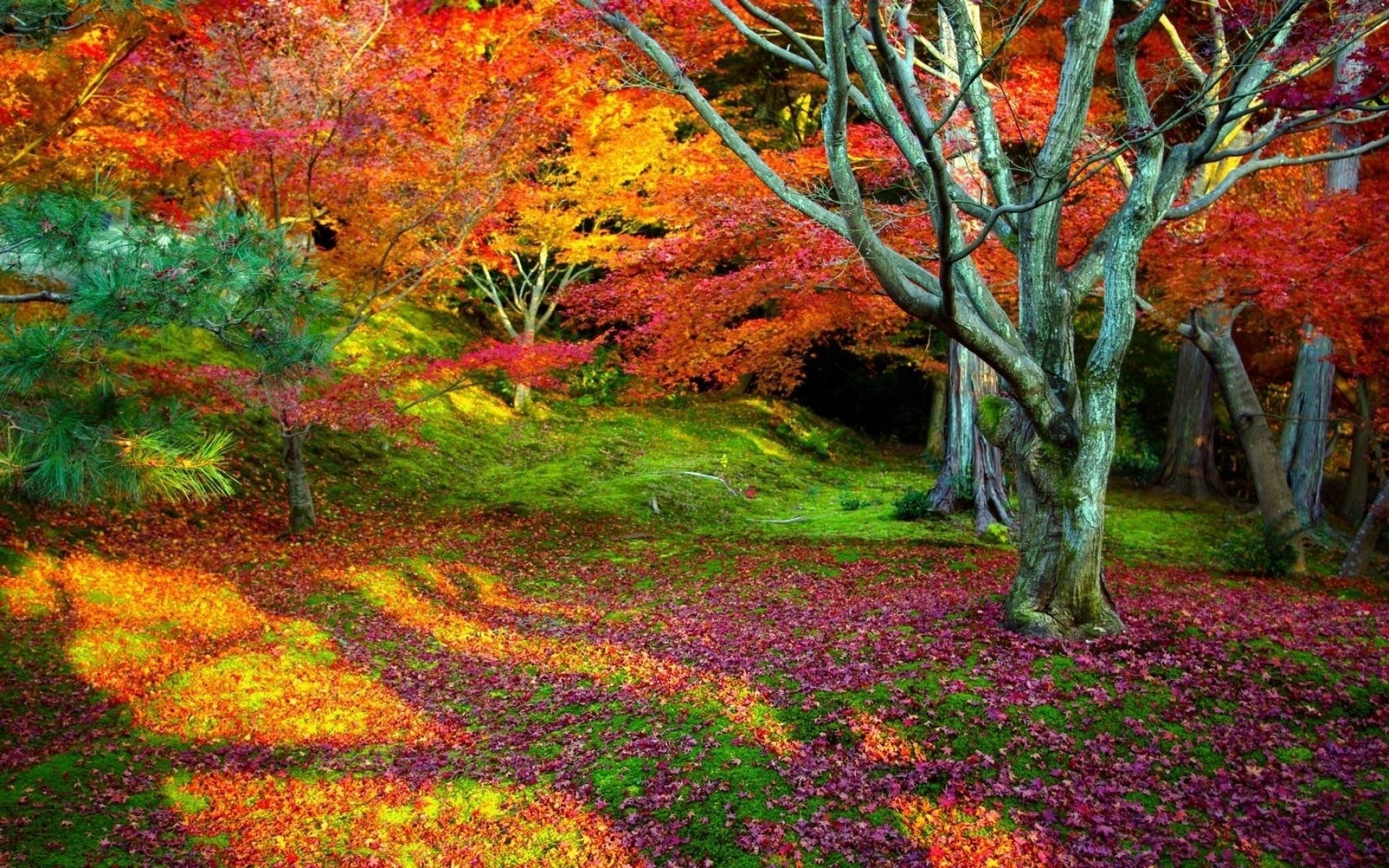 bäume baum landschaft natur