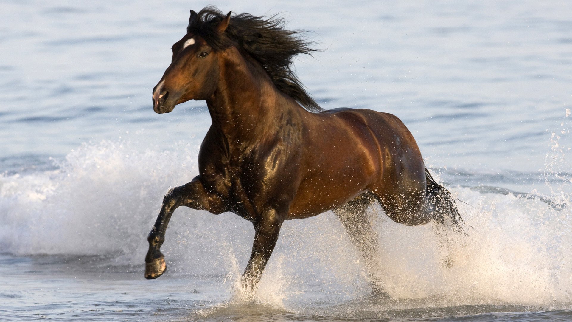 gee cavallo cavallo corsa cavallo animale animale acqua corsa mare