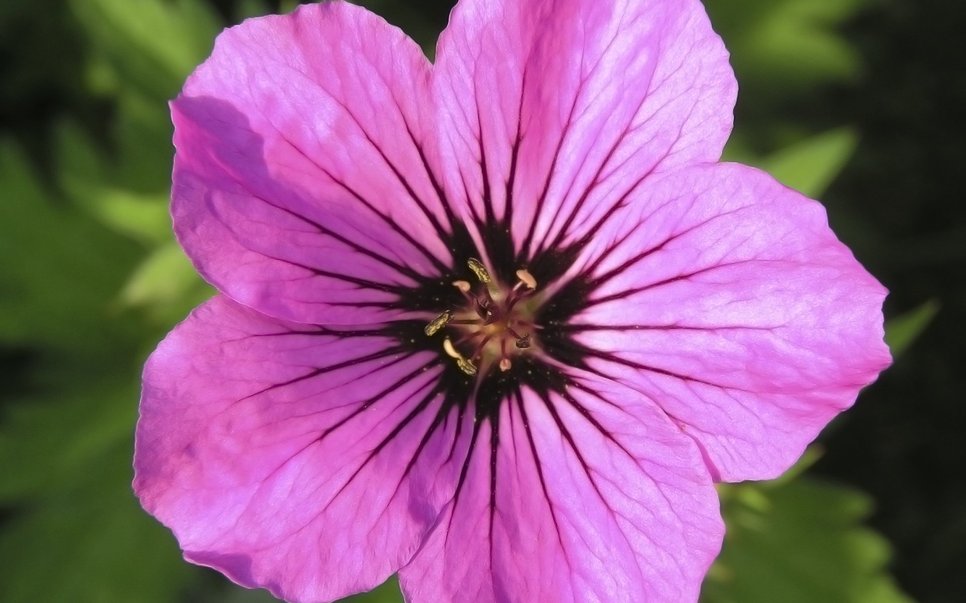 flower close-up