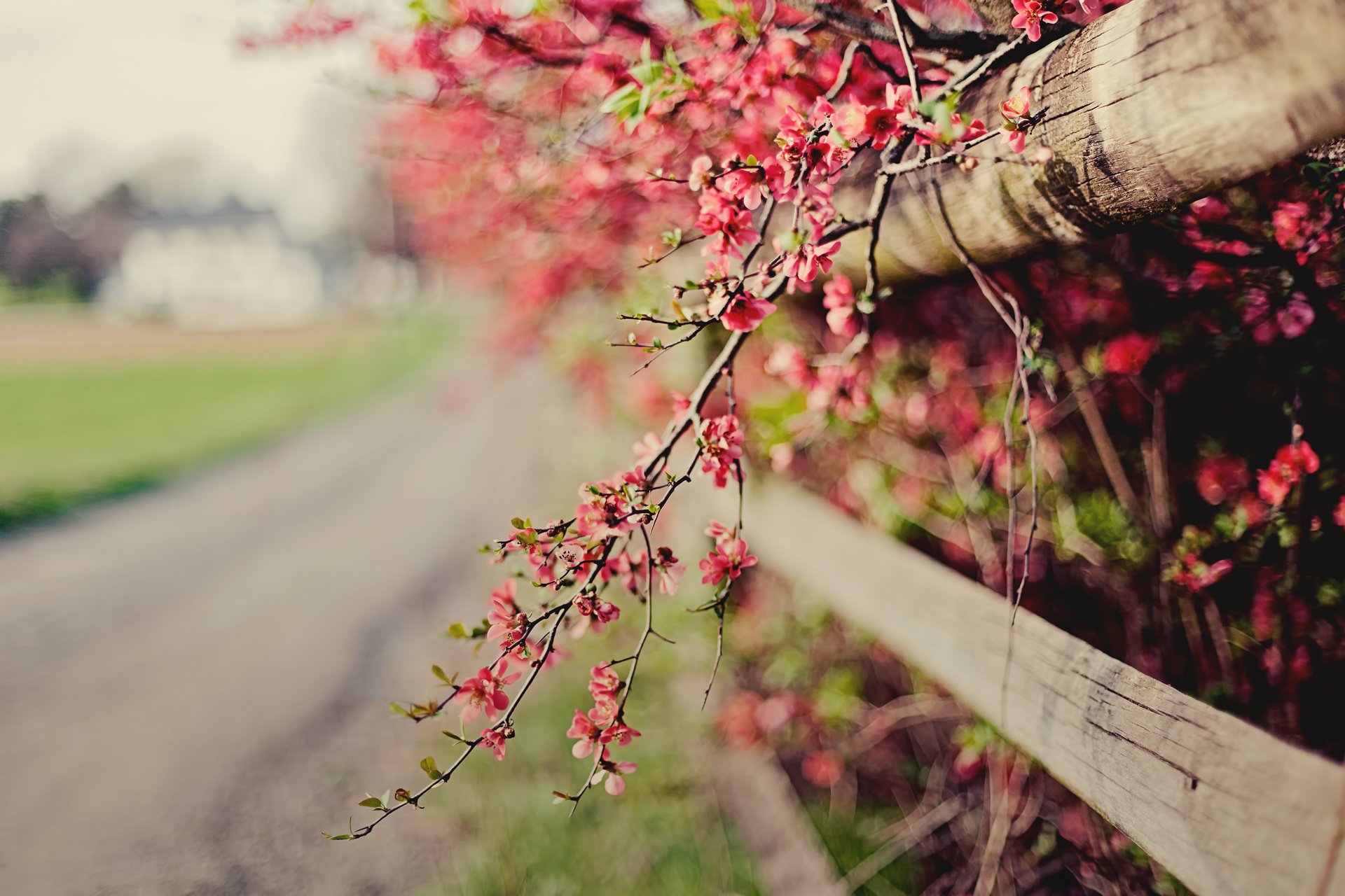 quince flowers the bushes sprig pink fence the fence