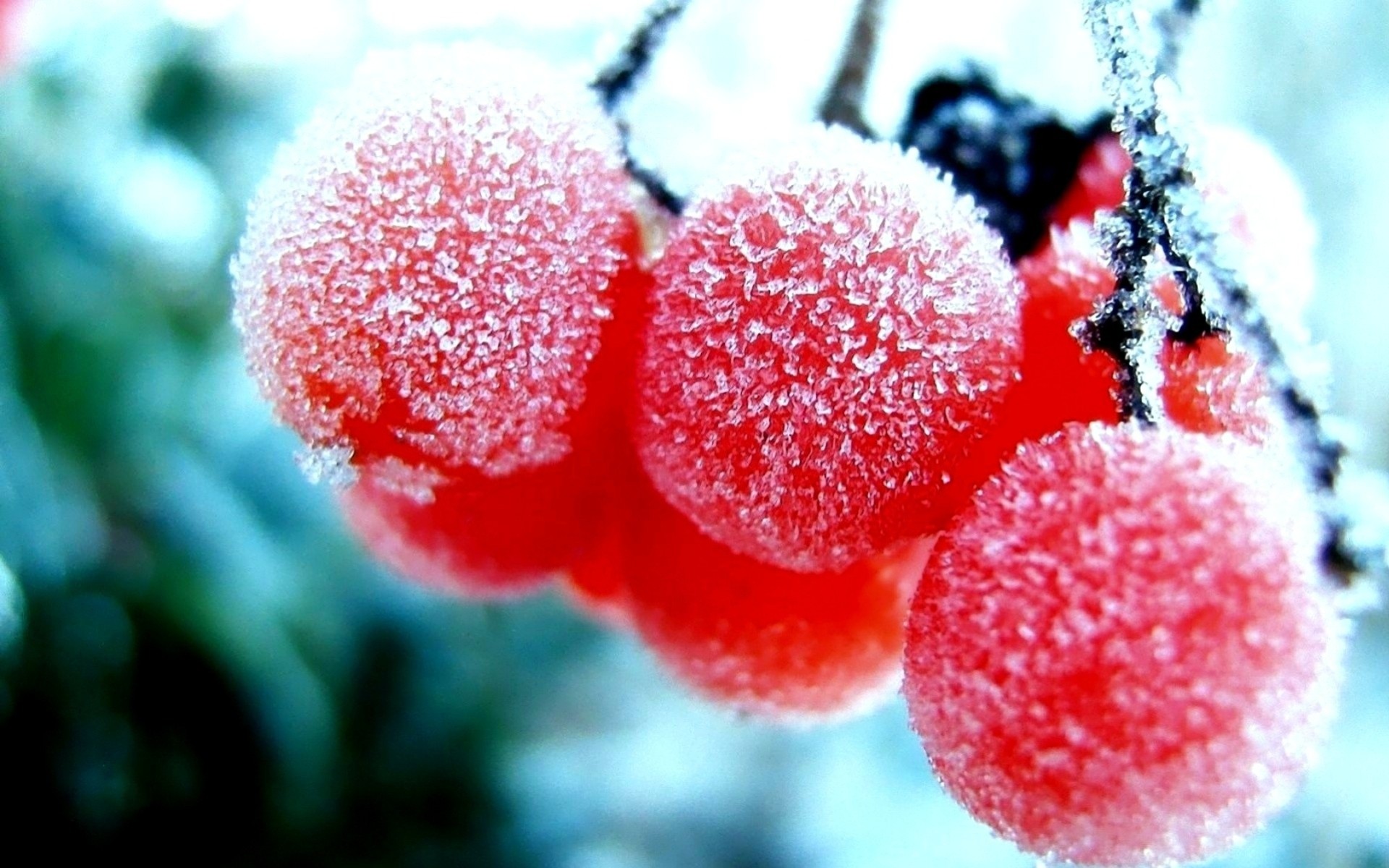 natur beeren rot schnee winter frost