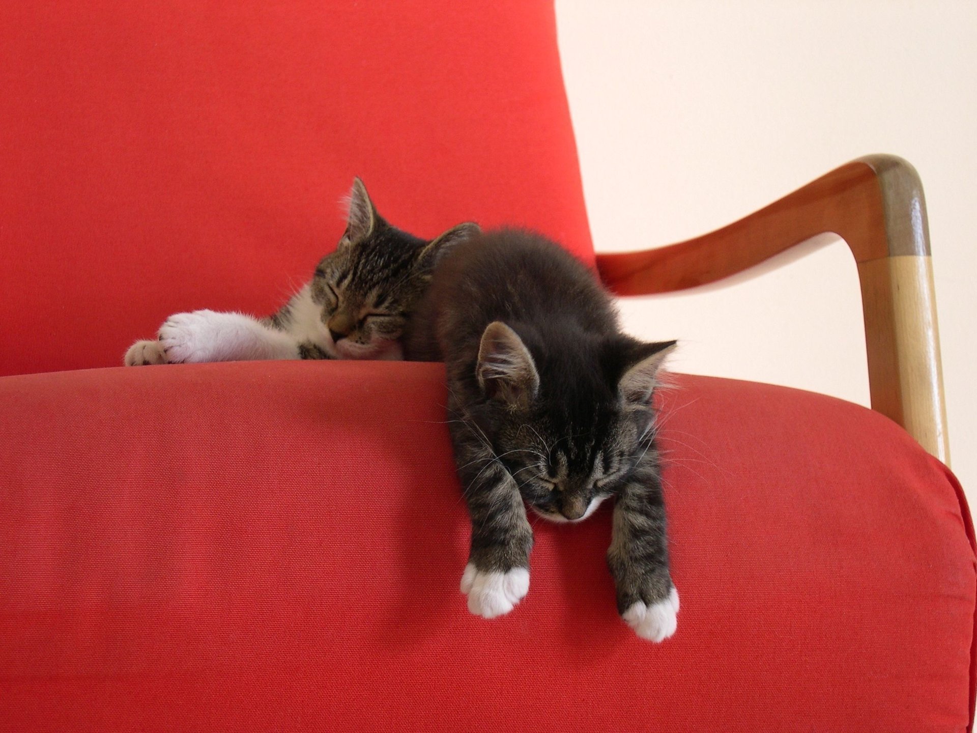 red cape kittens two sleep chair