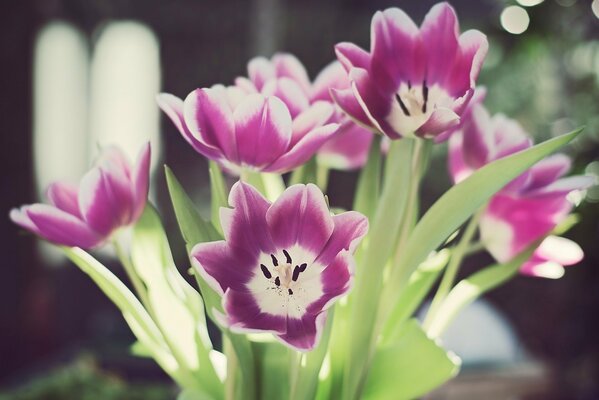 Delicate petals of purple-white tulips