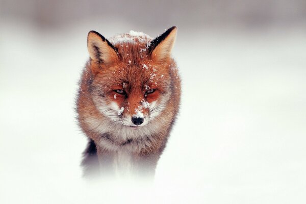 Sad fox in winter in the snow yeah