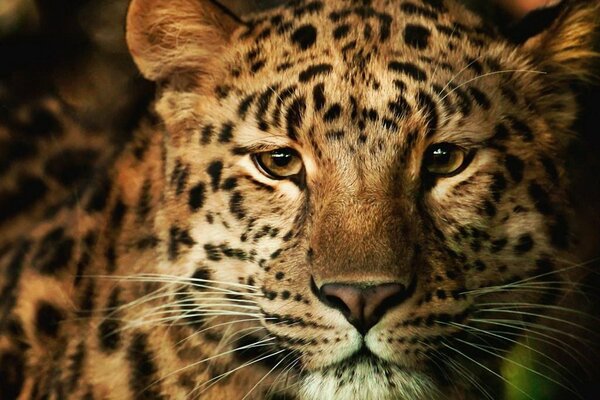 A wild beautiful leopard, that s grace itself